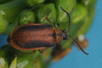 cf-Galerucella-calmariensis